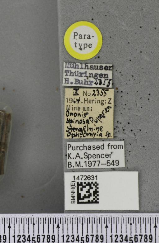 Ophiomyia ononidis Spencer, 1966 - BMNHE_1472631_label_60379