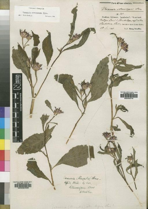 Vernonia anthelmintica (L.) Willd. - BM000629328