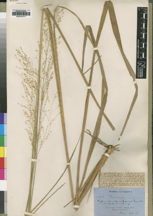 Panicum phragmitoides Stapf - BM000923116