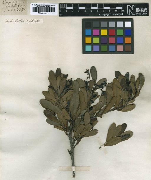 Stenocarpus umbellifer (J.R.Forst. & G.Forst.) Druce - BM000915711