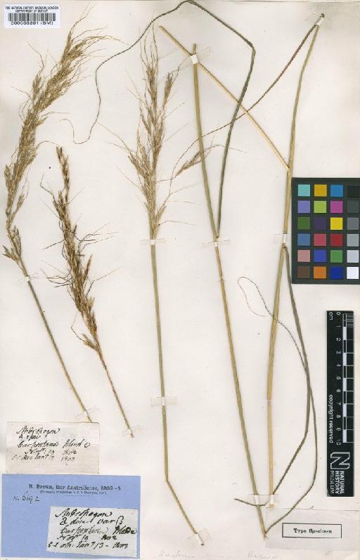 Sorghum plumosum (R.Br.) P.Beauv. - BM000053281