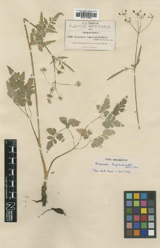 Arracacia longipedunculata J.M.Coult. & Rose - BM001008594