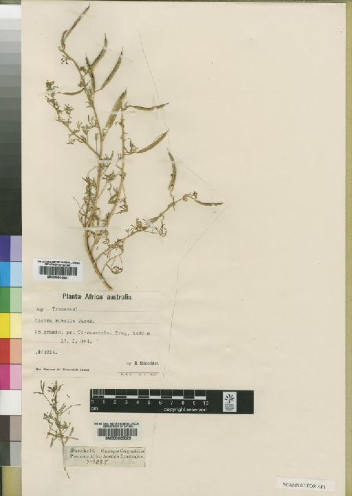 Cleome rubella Burch - BM000629029