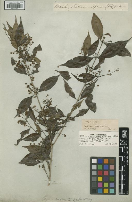 Myrcia sylvatica (G.Mey.) DC. - BM001191466