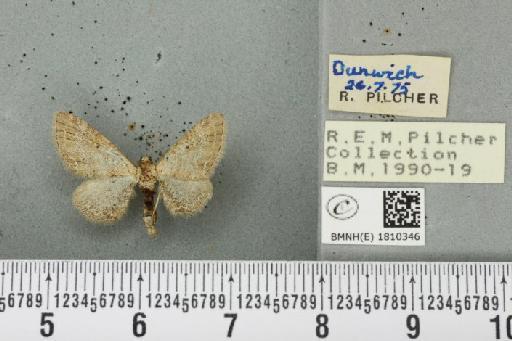 Eupithecia simpliciata (Haworth, 1809) - BMNHE_1810346_386325