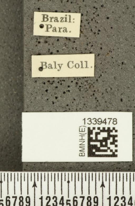 Acalymma bivittulum amazonum Bechyné, 1958 - BMNHE_1339478_label_20517