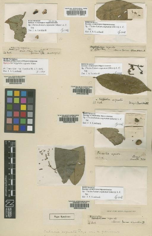 Cheiloclinium cognatum (Miers) A.C.Sm. - BM000603436