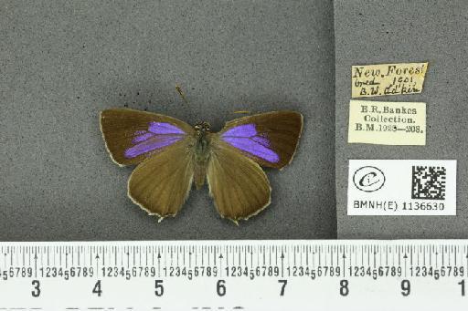 Neozephyrus quercus (Linnaeus, 1758) - BMNHE_1136630_94370