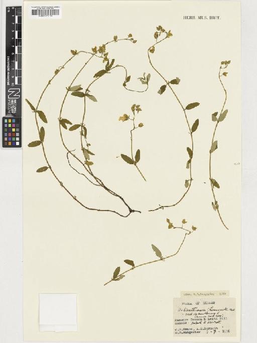 Helianthemum nummularium (L.) Mill - BM001074106