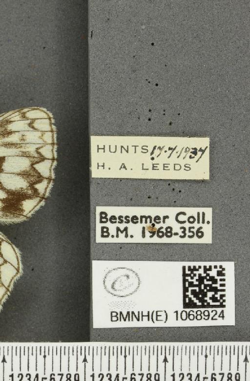 Melanargia galathea serena ab. semigalene Stauder, 1929 - BMNHE_1068924_label_34733