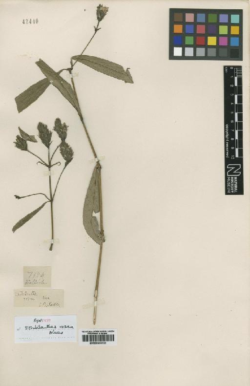 Strobilanthes rosea Nees - BM000906320