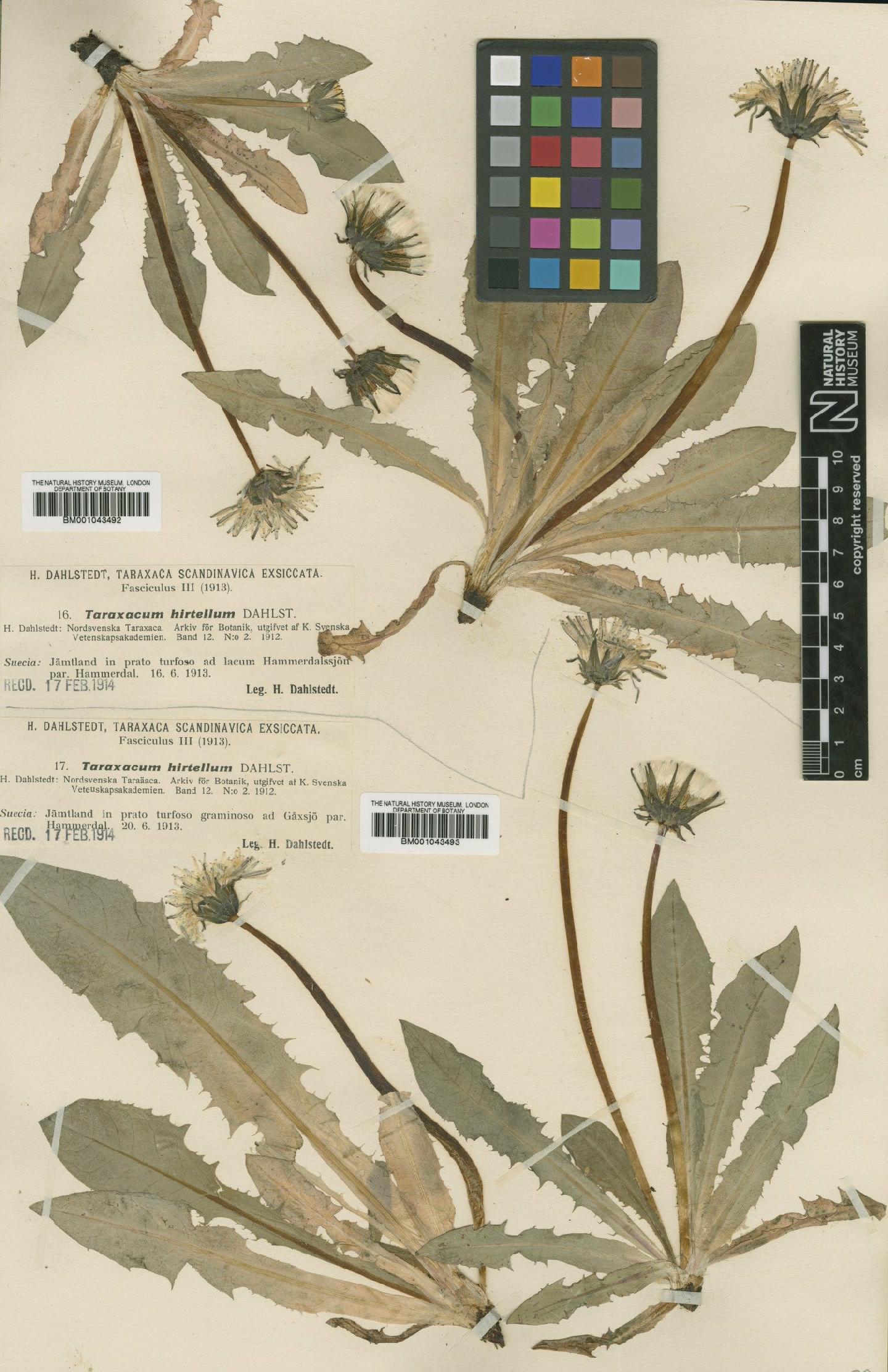 To NHMUK collection (Taraxacum hirtellum Dahlst.; Type; NHMUK:ecatalogue:1999088)