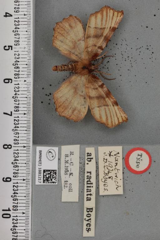 Selenia dentaria ab. radiata Boyes, 1950 - BMNHE_1881217_446566