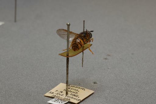 Chrysotoxum arcuatum (Linnaeus, 1758) - 012518117_additional_1