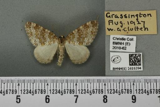 Entephria flavicinctata ruficinctata (Guenée, 1858) - BMNHE_1616394_318851