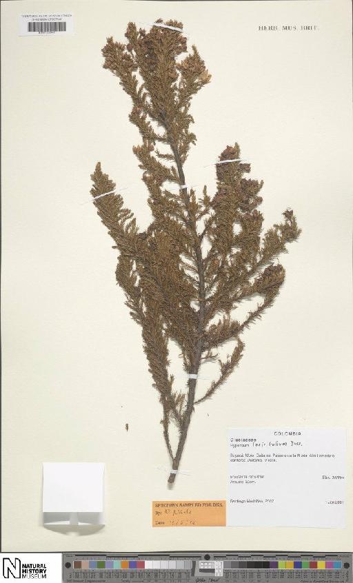 Hypericum laricifolium Juss. - BM001206645