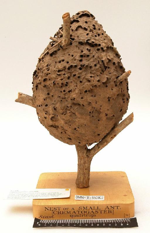 Crematogaster quadriruga Forel, 1911 - Hymenoptera Nest BMNH(E) 650902