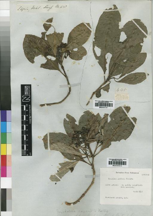 Psychotria capensis (Eckl.) Vatke - BM000903542