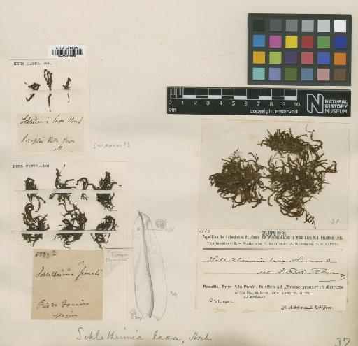 Schlotheimia rugifolia (Hook.) Schwägr. - BM000873378_a
