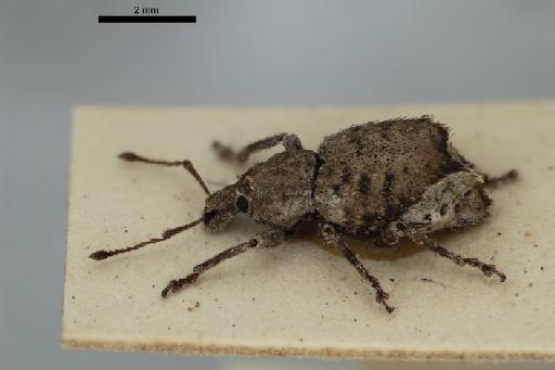 Brachyolus cervalis Broun, 1903 - Brachyolus_cervalis_Broun_1903-BMNH1237384-holotype_habitus_oblique-1p25x