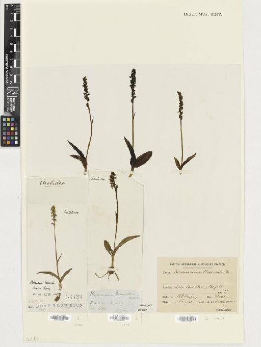 Herminium monorchis (L.) R.Br. - BM001080695