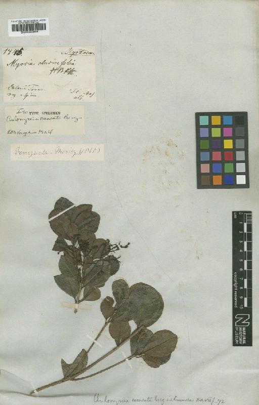 Myrcia guianensis (Aubl.) DC. - BM000953659