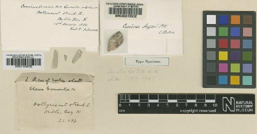 Conchocelis rosea Batters - BM000619582