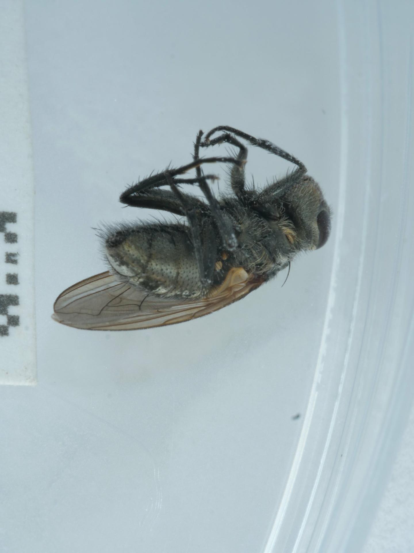 Pollenia angustigena thumbnail