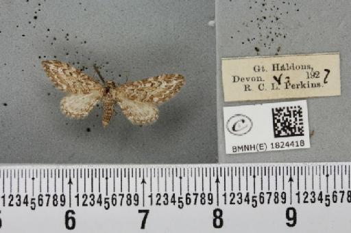 Eupithecia nanata (Hübner, 1813) - BMNHE_1824418_387175