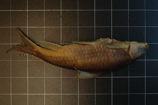 Varicorhinus upembensis Banister & Bailey, 1979 - 1975.9.5.5 Varicorhinus upembensis a