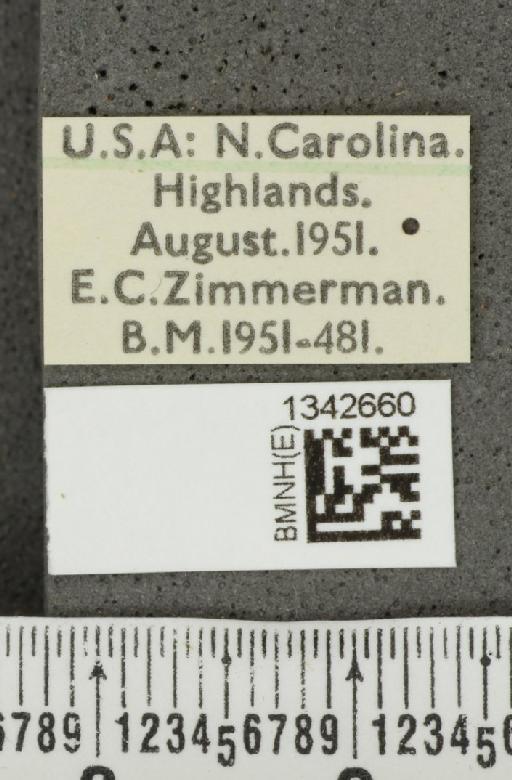 Crioceris (Crioceris) asparagi (Linnaeus, 1758) - BMNHE_1342660_label_12057