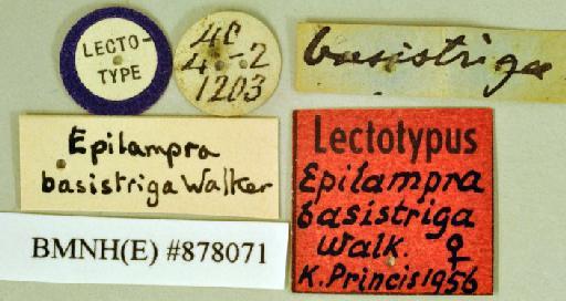 Epilampra basistriga Walker, 1868 - Epilampra basistriga Walker, F, 1868, female, lectotype, labels. Photographer: Heidi Hopkins. BMNH(E)#878071