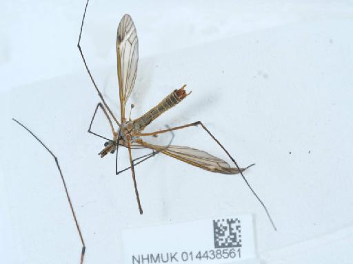 Prionocera turcica (Fabricius, 1787) - 014438561_3