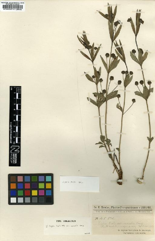 Lippia tristis var. normalis Briq. - BM000098741