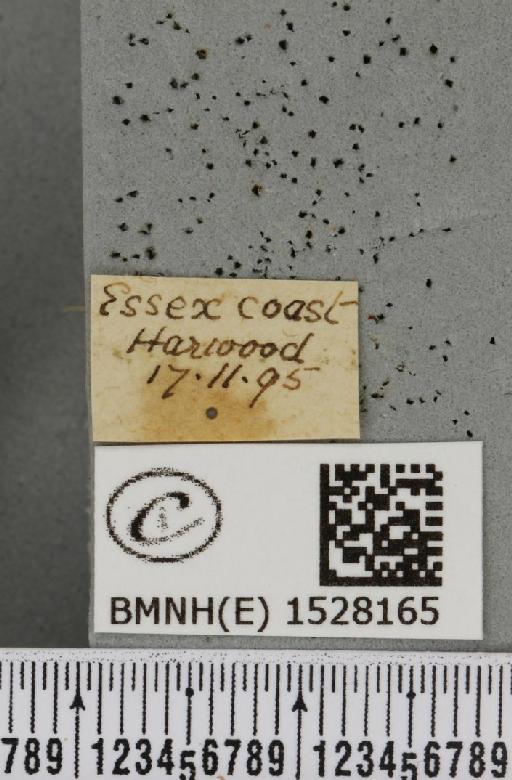 Malacosoma castrensis castrensis (Linnaeus, 1758) - BMNHE_1528165_label_199804