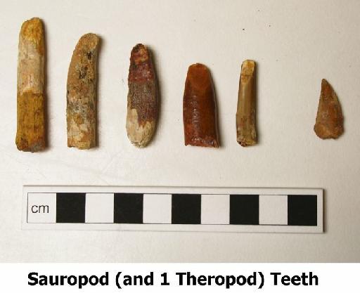 Sauropoda Marsh, 1878 - Morocco dinosaur teeth