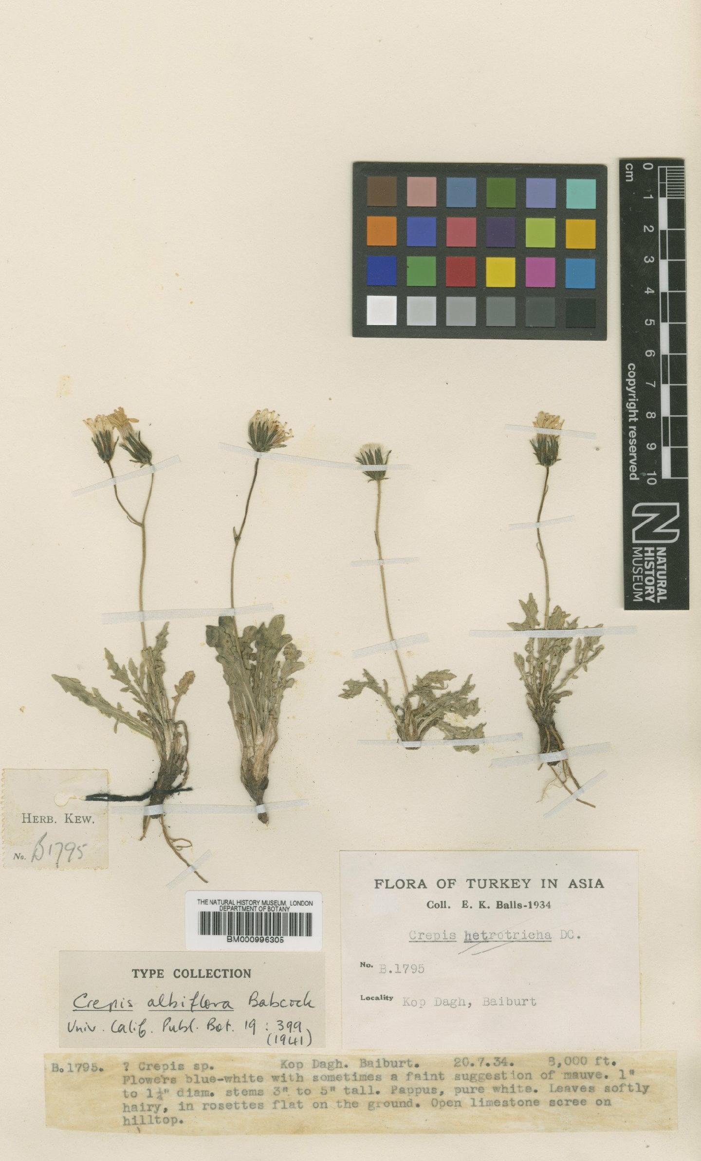 To NHMUK collection (Crepis dioritica Schott & Kotschy ex Boiss.; Type; NHMUK:ecatalogue:481630)