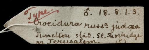 Crocidura russula judaica Thomas 1919 - 18.8.1.3