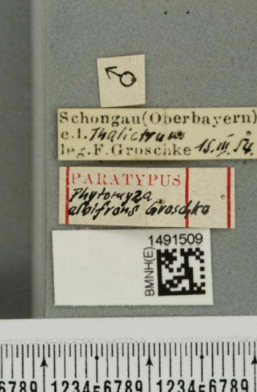 Phytomyza albifrons Groschke, 1957 - BMNHE_1491509_label_53147