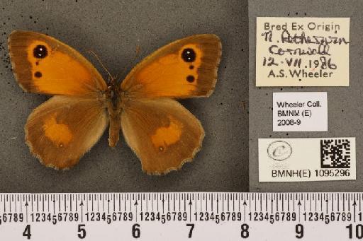 Pyronia tithonus britanniae (Verity, 1914) - BMNHE_1095296_6149