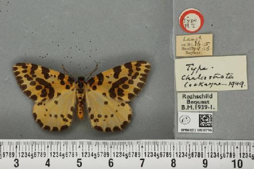 Abraxas grossulariata ab. chalcostrota Cockayne, 1949 - BMNHE_1860796_417234