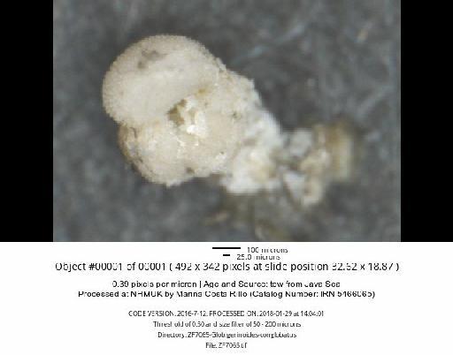 Globigerinoides conglobatus (Brady, 1879) - ZF7065-Globigerinoides-conglobatus_obj00001_plane000.jpg