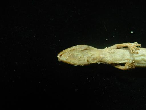 Cyrtodactylus triedrus Günther, 1864 - Cyrtodactylus triedrus 55.2.12.7 004.JPG