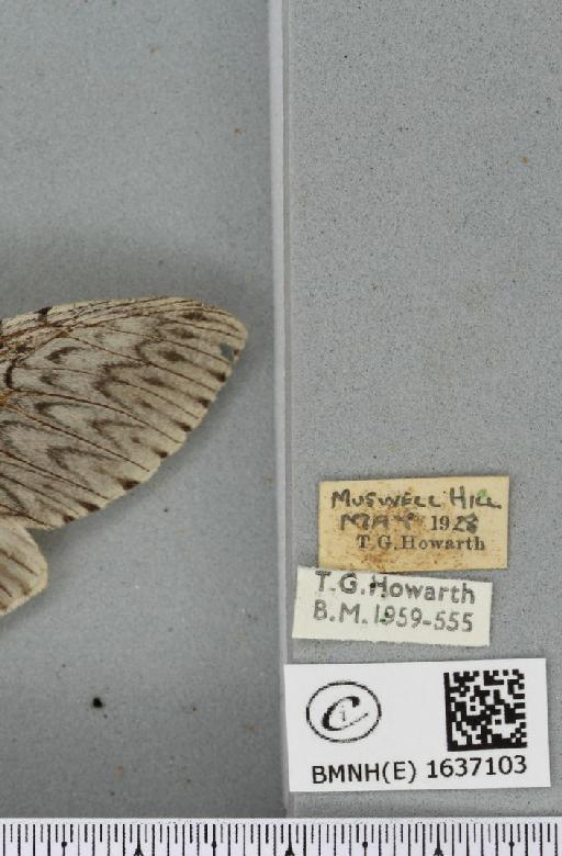 Cerura vinula (Linnaeus, 1758) - BMNHE_1637103_label_207227
