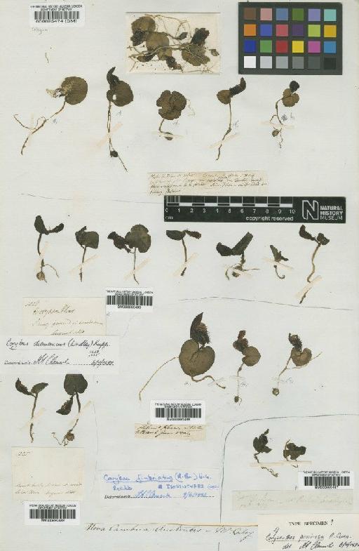 Corybas fimbriatus (R.Br.) Rchb.f. - BM000990487