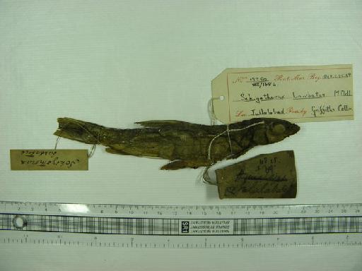 Schizothorax barbatus McClelland & Griffith in McClelland, 1842 - 1843.2.25.69