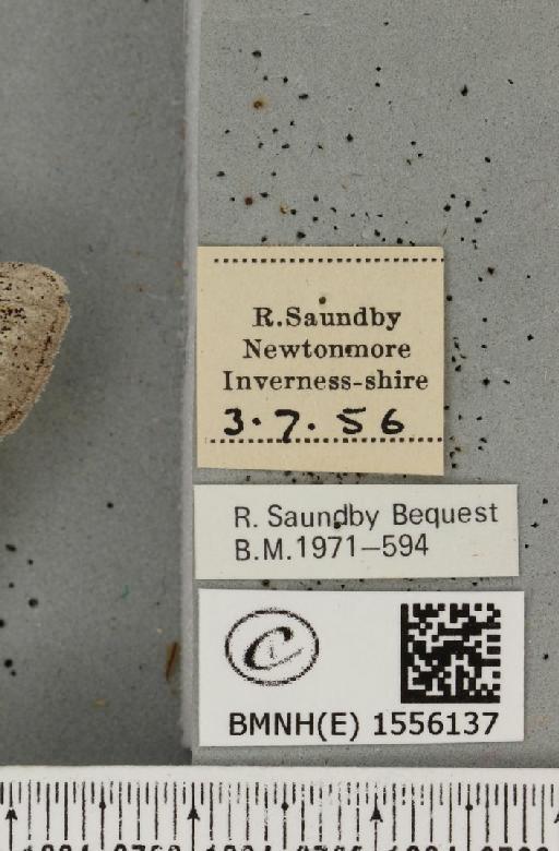 Dicallomera fascelina ab. unicolor Schultz, 1910 - BMNHE_1556137_label_255974
