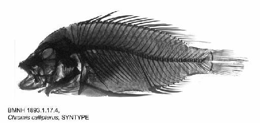 Chromis callipterus Günther, 1894 - BMNH 1893.1.17.4, Chromis callipterus, SYNTYPE, Radiograph