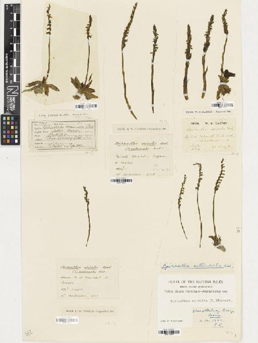 Spiranthes spiralis (L.) Chevall. - BM001164323