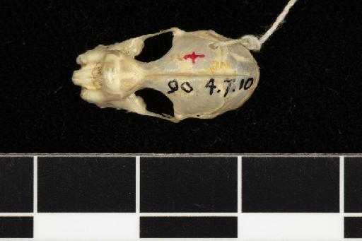 Rhinolophus thomasi Andersen, 1905 - 1890_4_7_10-Rhinolophus_thomasi-Holotype-Skull-dorsal